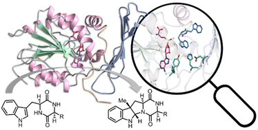 Graphical abstract: Characterization of a C-methyltransferase from Streptomyces griseoviridis – crystal structure, mechanism, and substrate scope