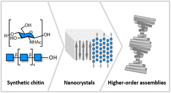 Graphical abstract: Synthetic chitin oligosaccharide nanocrystals and their higher-order assemblies