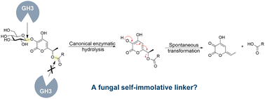 Graphical abstract: Comment on “Discovery of a polyketide carboxylate phytotoxin from a polyketide glycoside hybrid by β-glucosidase mediated ester bond hydrolysis” by X. Wang, D.-K. Kong, H.-R. Zhang, Y. Zou, Chem. Sci., 2024, 15, 17183