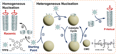 Graphical abstract: Heterogeneously catalyzed supramolecular polymerization: essential roles of nucleation and fragmentation-induced autocatalysis in chiral transfer
