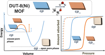 Graphical abstract: The role of surface deformation on responsivity of the pillared layer metal–organic framework DUT-8(Ni)