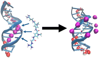 Graphical abstract: Drug binding disrupts chiral water structures in the DNA first hydration shell