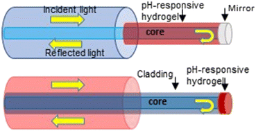 Graphical abstract: Fiber-optic probes for real-time pH monitoring