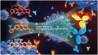 Graphical abstract: Si–rhodamine derivative with a large stokes shift for ELISA-based detection of SARS-CoV-2