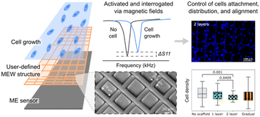 Graphical abstract: Integration of melt electrowritten microfibers with magnetoelastic sensors for continuous monitoring of cell growth