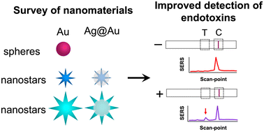 Graphical abstract: Improved point-of-care detection of P. gingivalis using optimized surface-enhanced Raman scattering in lateral flow assays