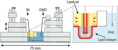 Graphical abstract: A handheld laser-cut device for the size-controlled assembly and electrical characterisation of lipid bilayers