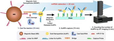 Graphical abstract: CRISPR/Cas13a-assisted amplification-free miRNA biosensor via dark-field imaging and magnetic gold nanoparticles