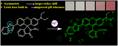 Graphical abstract: An imidazo[1,2-a]pyridine-functionalized xanthene fluorescent probe for naked-eye detection of Hg2+ and its application in cell imaging and test strips