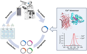Graphical abstract: An automated screening platform for improving the responsiveness of genetically encoded Ca2+ biosensors in mammalian cells