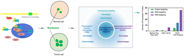 Graphical abstract: Tumor diagnosis based on nucleolus labeling