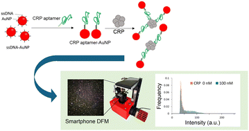 Graphical abstract: Detection of C-reactive protein using single cluster analysis of gold nanoparticle aggregates using a dark-field microscope equipped with a smartphone
