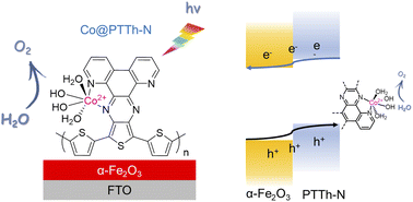 Graphical abstract: Cobalt site coordinated polyterthiophene derivant/hematite hybrid photoanode for light-driven water oxidation