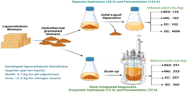 Graphical abstract: Sustainable strategies to achieve industrial ethanol titers from different bioenergy feedstocks: scale-up approach for better ethanol yield