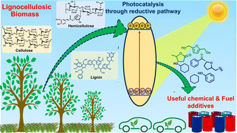 Graphical abstract: Heterogeneous photocatalytic valorization of lignocellulose biomass for chemical and fuel production via reductive pathways