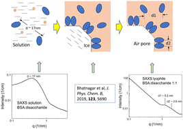 Graphical abstract: Two populations of protein molecules detected by small-angle neutron and X-ray scattering (SANS and SAXS) in lyophilized protein:lyoprotector (disaccharide) systems