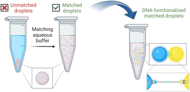 Graphical abstract: Refractive-index and density-matched emulsions with programmable DNA interactions