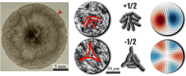 Graphical abstract: Topological defects in multi-layered swarming bacteria