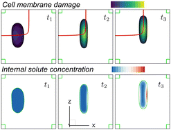 Graphical abstract: A computational study of cell membrane damage and intracellular delivery in a cross-slot microchannel
