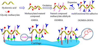 Graphical abstract: A nature-inspired multifunctional adhesive for cartilage tissue—biomaterial integration