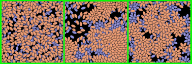 Graphical abstract: Collective behavior of squirmers in thin films