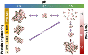 Graphical abstract: Towards predictive control of reversible nanoparticle assembly with solid-binding proteins