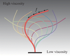 Graphical abstract: Spontaneous oscillation of an active filament under viscosity gradients