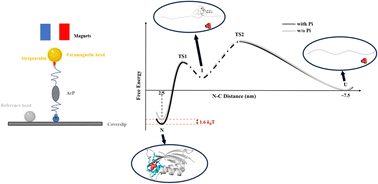 Graphical abstract: Ligand-dependent folding and unfolding dynamics and free energy landscapes of acylphosphatase
