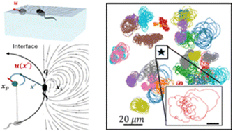 Graphical abstract: Swimmers at interfaces enhance interfacial transport