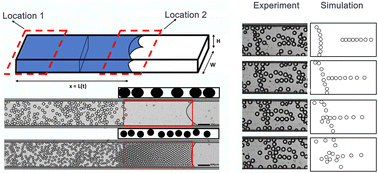 Graphical abstract: Capillary imbibition of confined monodisperse emulsions in microfluidic channels