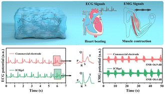 Graphical abstract: Multiple physical crosslinked highly adhesive and conductive hydrogels for human motion and electrophysiological signal monitoring