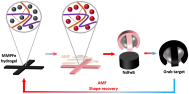 Graphical abstract: Magnetic-field induced shape memory hydrogels for deformable actuators