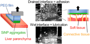 Graphical abstract: Hydrogel–tissue adhesion by particle bridging: sensitivity to interfacial wetting and tissue composition