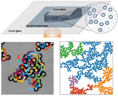 Graphical abstract: Percolation of nonequilibrium assemblies of colloidal particles in active chiral liquids