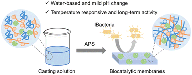 Graphical abstract: Biocatalytic PEI–PSS membranes through aqueous phase separation: influence of casting solution pH and operational temperature