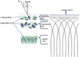 Graphical abstract: Study of the collagen tissue nanostructure by analyzing the echo decay obtained using the MRI technique