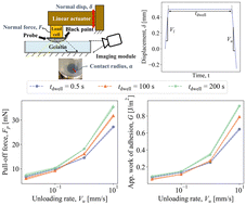 Graphical abstract: Poroviscoelastic relaxations and rate-dependent adhesion in gelatin