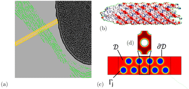 Graphical abstract: Modelling the effects of charge on antibiotic diffusion and adsorption in liquid crystalline virus suspensions