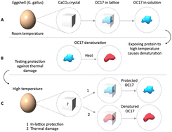 Graphical abstract: Implications of intracrystalline OC17 on the protection of lattice incorporated proteins