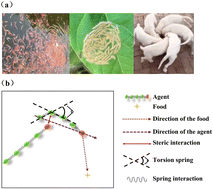 Graphical abstract: Spontaneous stable rotation of flocking flexible active matter