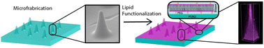 Graphical abstract: Lipid membranes supported by polydimethylsiloxane substrates with designed geometry