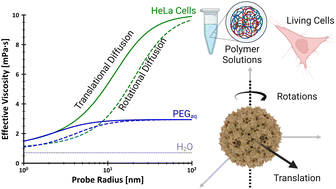 Graphical abstract: Rotational and translational diffusion of biomolecules in complex liquids and HeLa cells