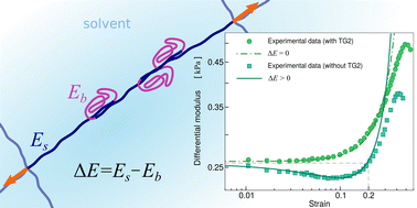 Graphical abstract: Revisiting the strain-induced softening behaviour in hydrogels