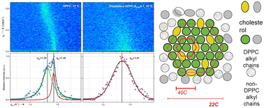 Graphical abstract: Structural determinants of collapse by a monomolecular mimic of pulmonary surfactant at the physiological temperature