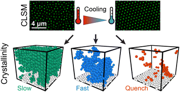 Graphical abstract: 3D visualization reveals the cooling rate dependent crystallization near a wall in dense microgel systems