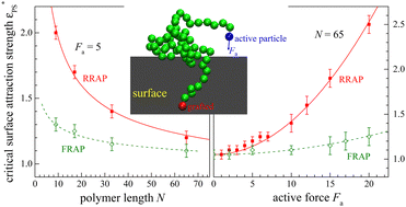 Graphical abstract: Langevin dynamics simulations for the critical adsorption of end-grafted active polymers