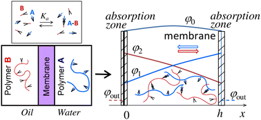 Graphical abstract: Growth of membranes formed by associating polymers at interfaces