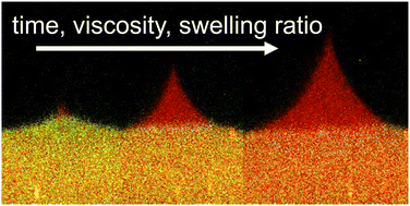 Graphical abstract: Phase separation dynamics in wetting ridges of polymer surfaces swollen with oils of different viscosities