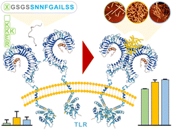 Graphical abstract: Probing the molecular determinants of the activation of toll-like receptor 2/6 by amyloid nanostructures through directed peptide self-assembly