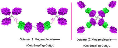 Graphical abstract: Construction of homologous branched oligomer megamolecules based on linker-directed protein assembly